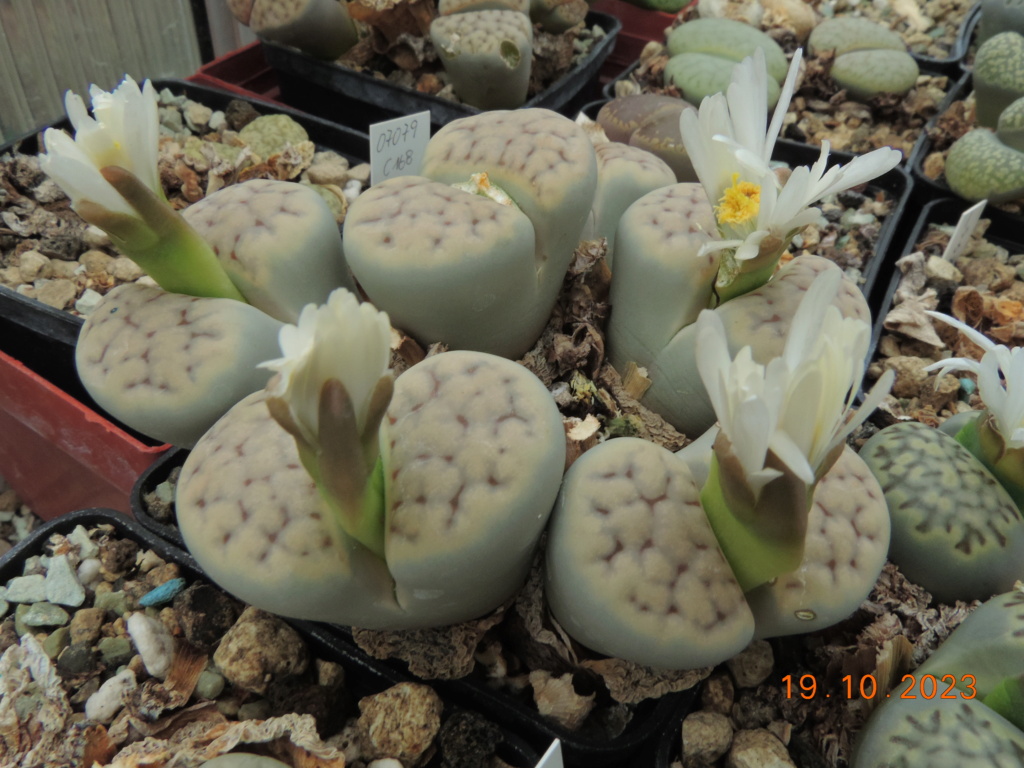Cacti and Sukkulent in Köln, every day new flowers in the greenhouse Part 295 Bil11324