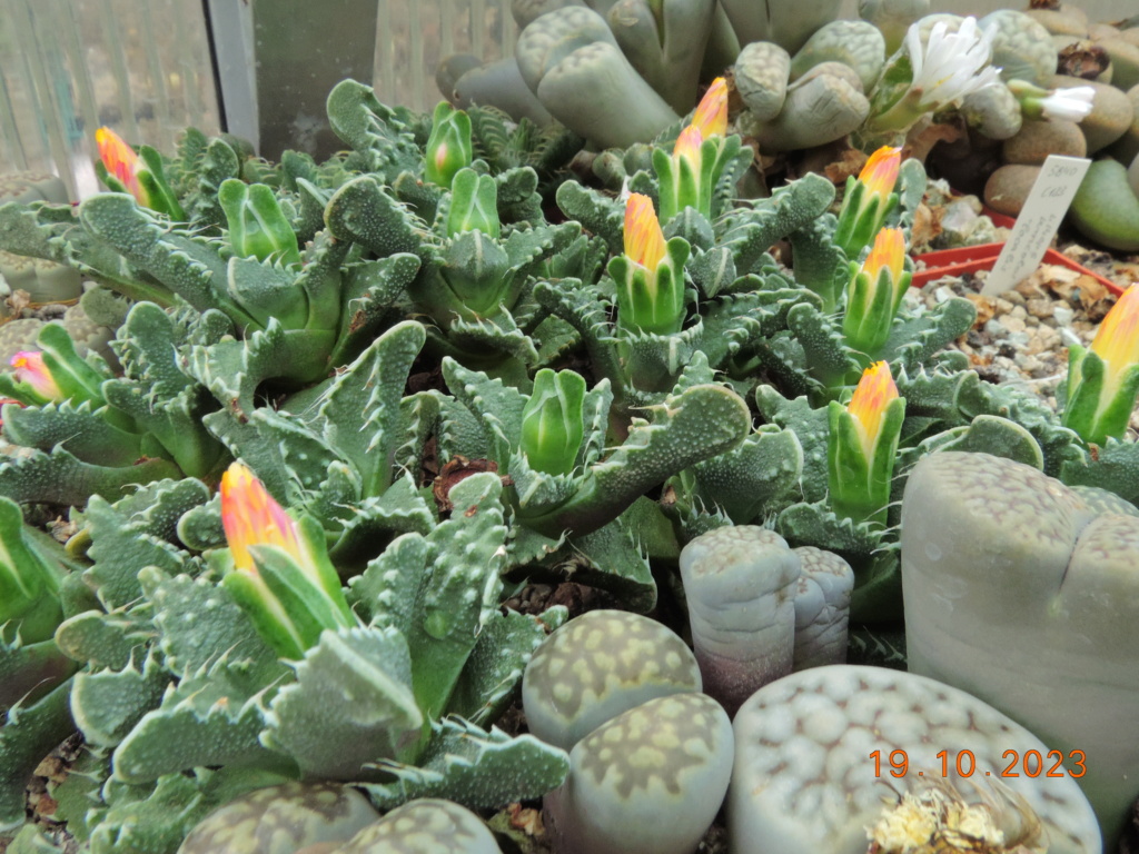 Cacti and Sukkulent in Köln, every day new flowers in the greenhouse Part 295 Bil11326