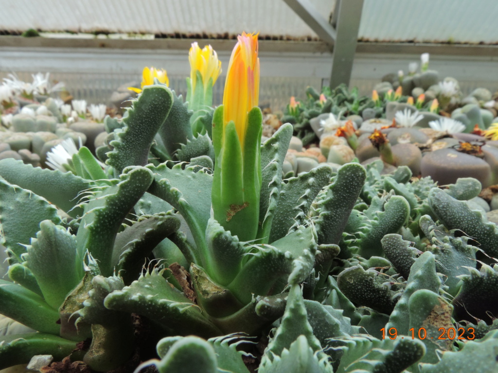 Cacti and Sukkulent in Köln, every day new flowers in the greenhouse Part 295 Bil11327