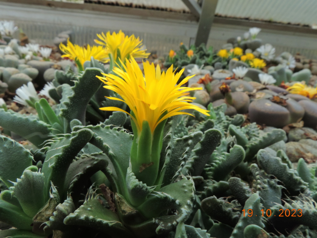 Cacti and Sukkulent in Köln, every day new flowers in the greenhouse Part 295 Bil11328