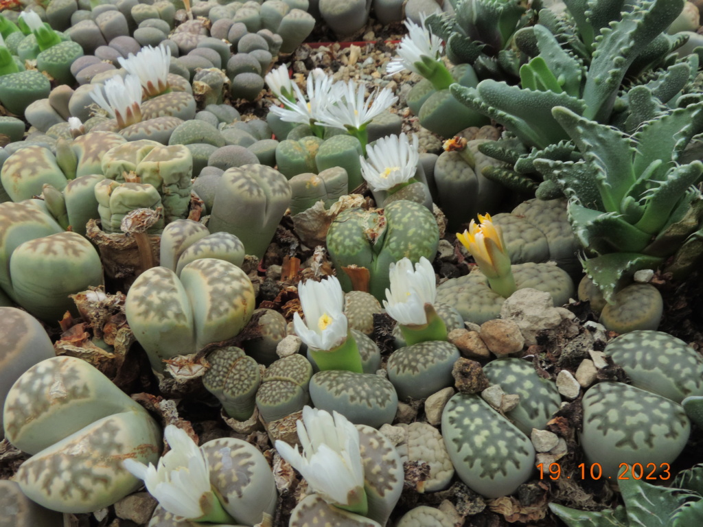 Cacti and Sukkulent in Köln, every day new flowers in the greenhouse Part 295 Bil11329