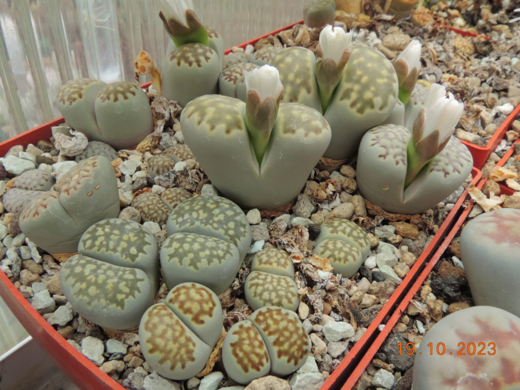 Cacti and Sukkulent in Köln, every day new flowers in the greenhouse Part 295 Bil11336