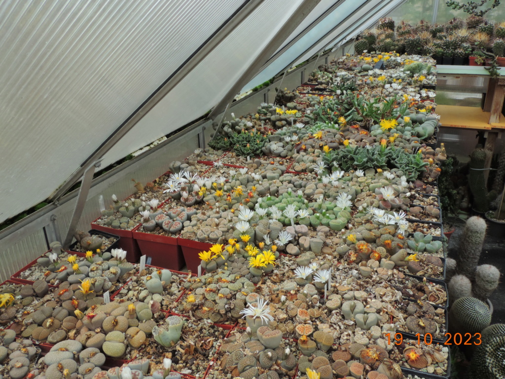 Cacti and Sukkulent in Köln, every day new flowers in the greenhouse Part 295 Bil11340