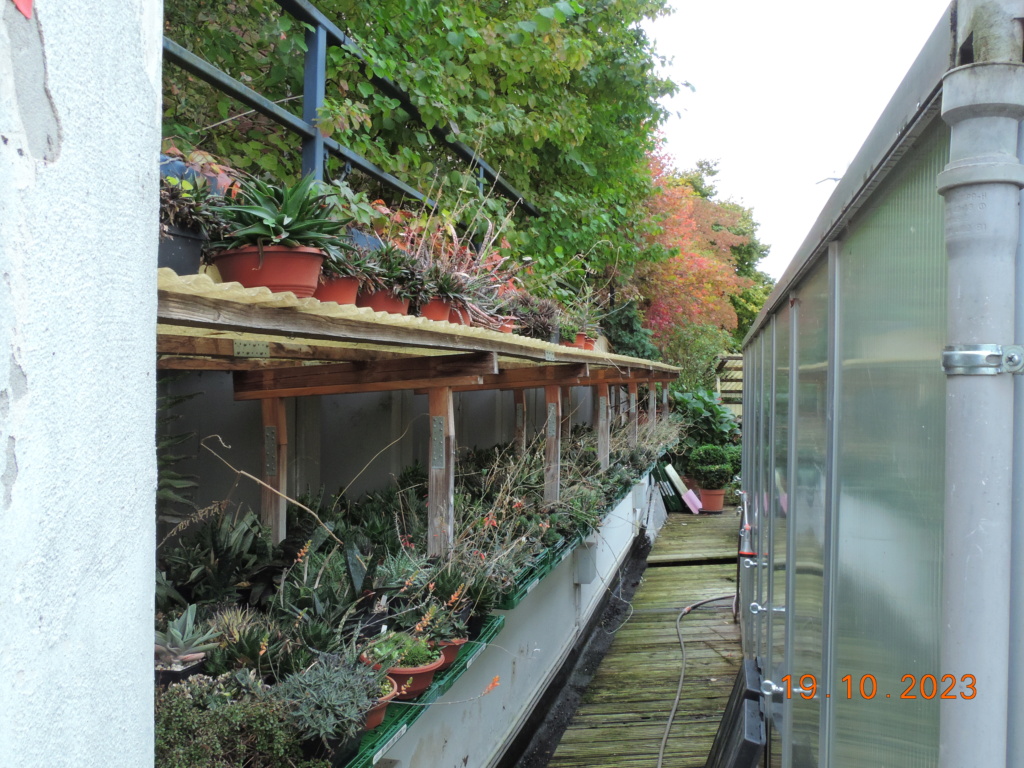 Cacti and Sukkulent in Köln, every day new flowers in the greenhouse Part 295 Bil11341