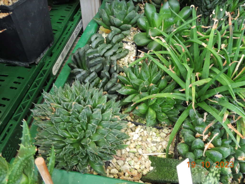 Cacti and Sukkulent in Köln, every day new flowers in the greenhouse Part 295 Bil11352