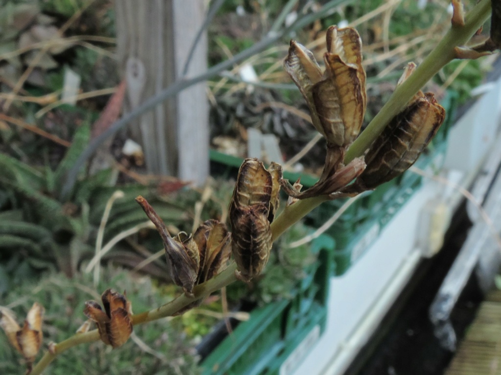 Cacti and Sukkulent in Köln, every day new flowers in the greenhouse Part 295 Bil11357