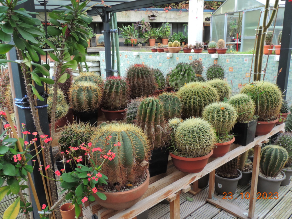 Cacti and Sukkulent in Köln, every day new flowers in the greenhouse Part 296 Bil11367