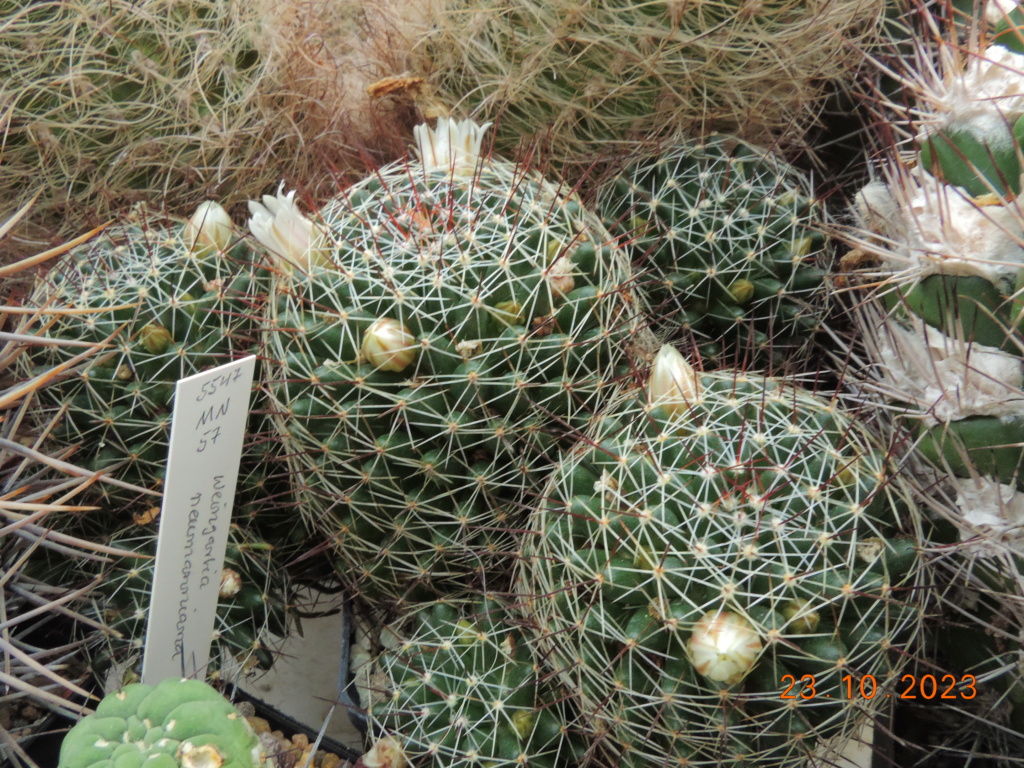 Cacti and Sukkulent in Köln, every day new flowers in the greenhouse Part 296 Bil11375