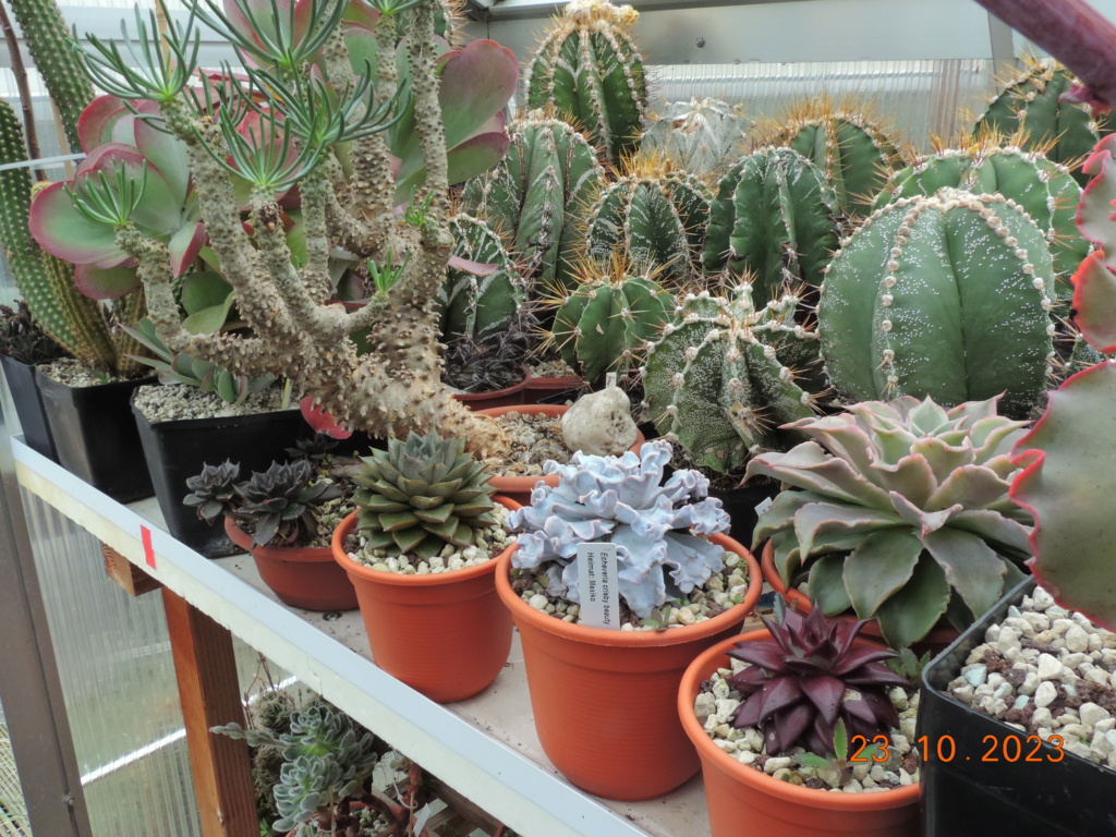 Cacti and Sukkulent in Köln, every day new flowers in the greenhouse Part 296 Bil11376