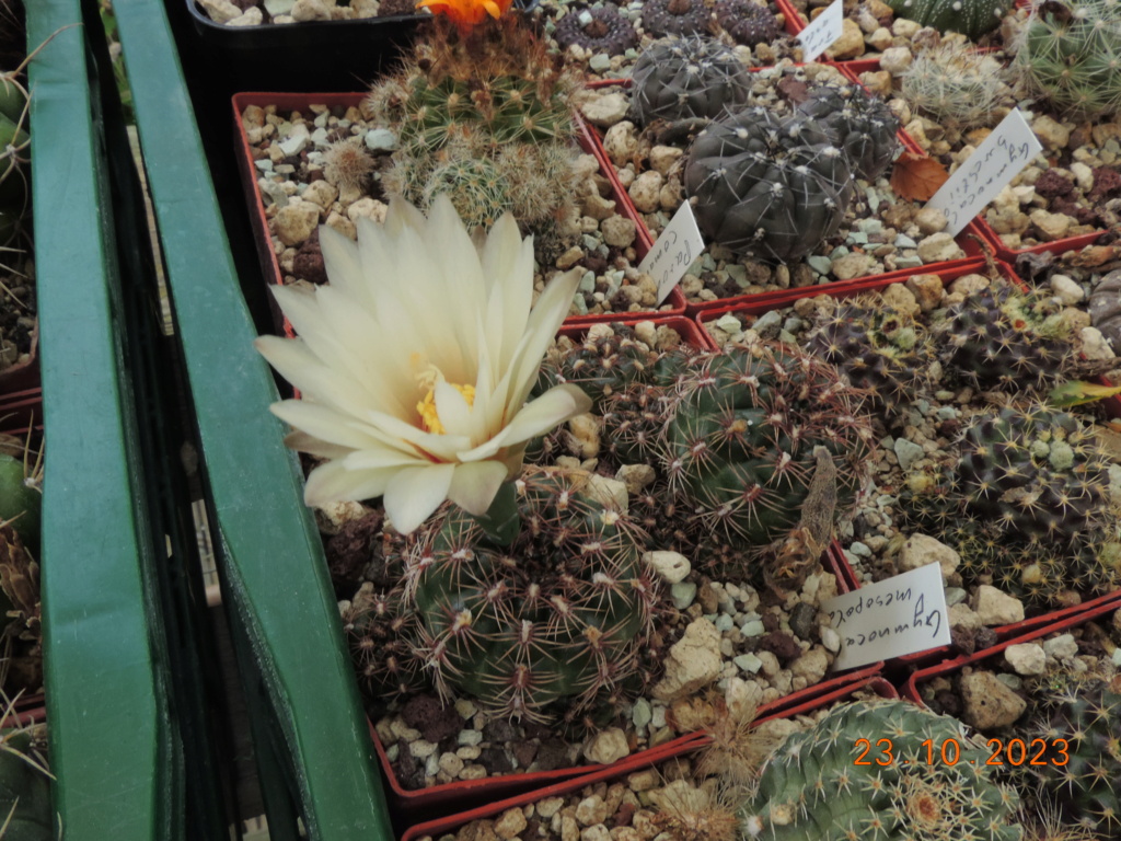 Cacti and Sukkulent in Köln, every day new flowers in the greenhouse Part 296 Bil11379
