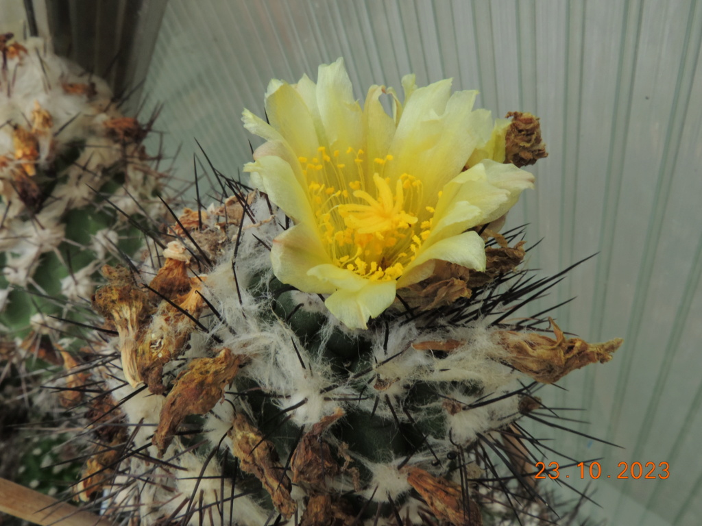 Cacti and Sukkulent in Köln, every day new flowers in the greenhouse Part 296 Bil11380