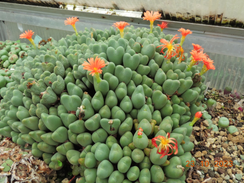 Cacti and Sukkulent in Köln, every day new flowers in the greenhouse Part 296 Bil11382