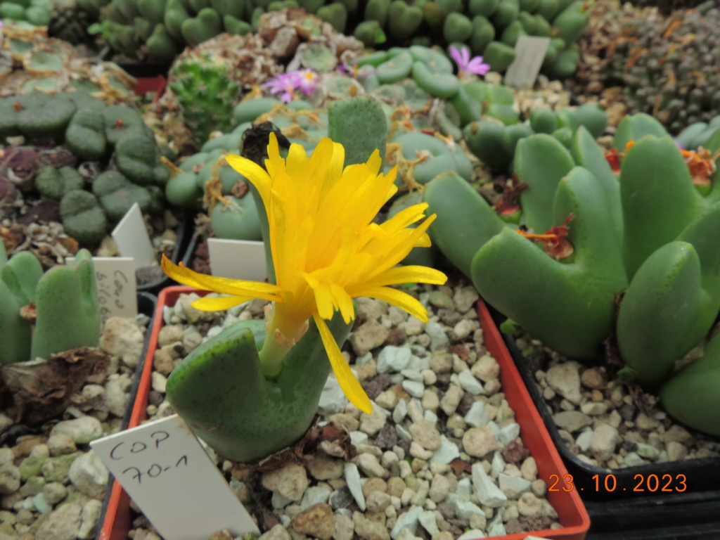 Cacti and Sukkulent in Köln, every day new flowers in the greenhouse Part 296 Bil11383