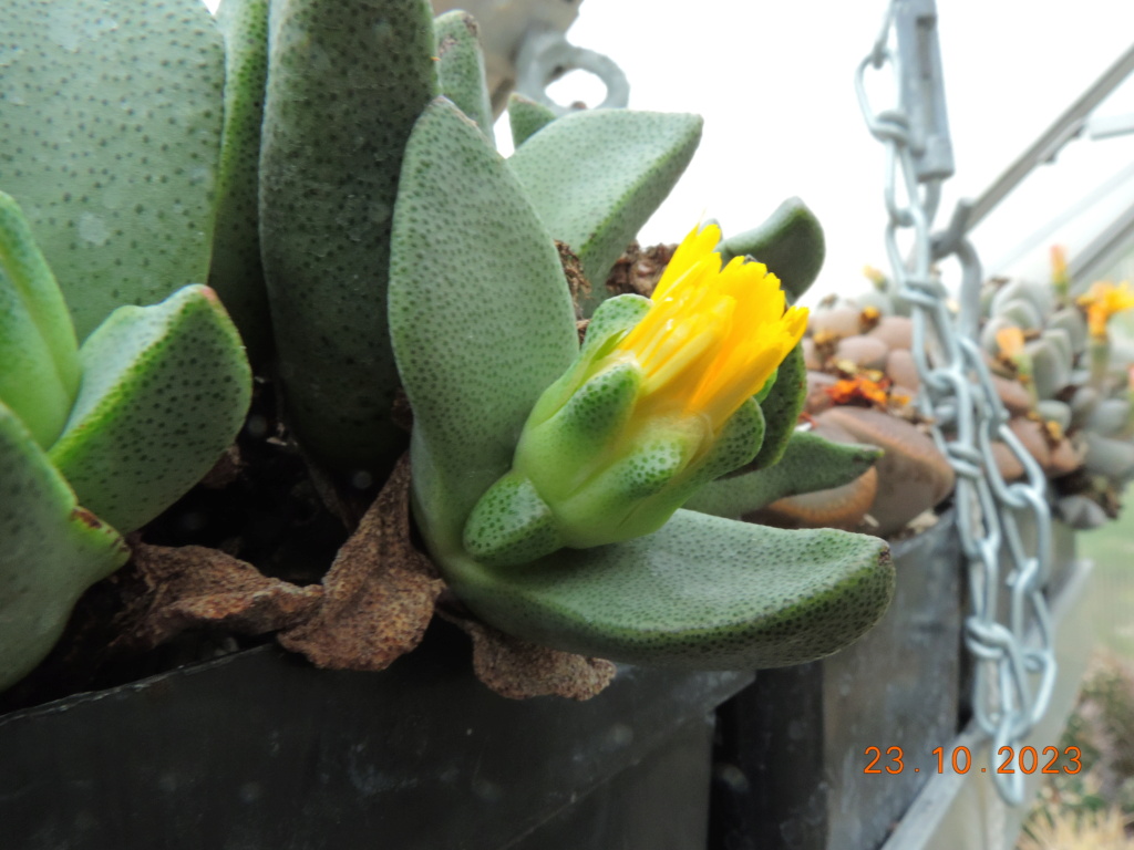 Cacti and Sukkulent in Köln, every day new flowers in the greenhouse Part 296 Bil11385