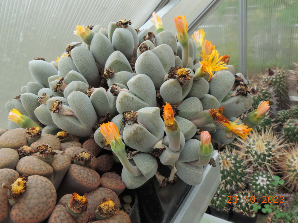 Cacti and Sukkulent in Köln, every day new flowers in the greenhouse Part 296 Bil11386