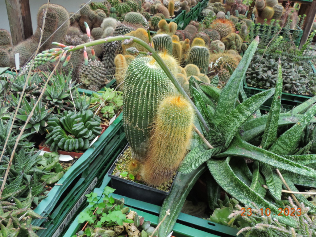 Cacti and Sukkulent in Köln, every day new flowers in the greenhouse Part 296 Bil11389