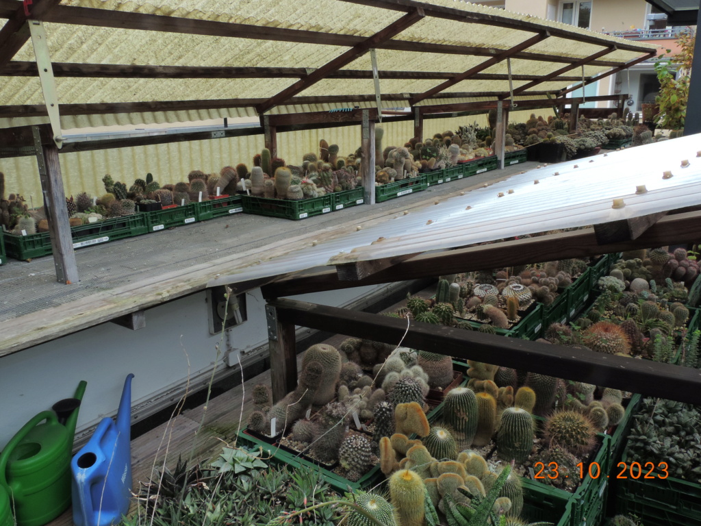 Cacti and Sukkulent in Köln, every day new flowers in the greenhouse Part 296 Bil11390