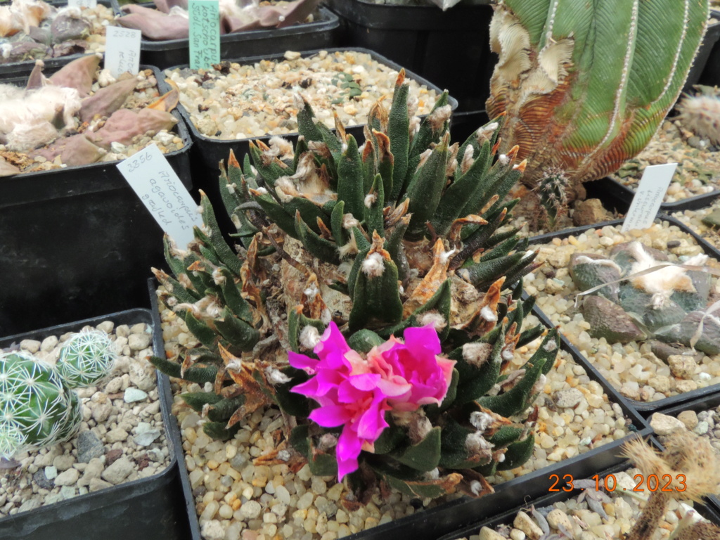 Cacti and Sukkulent in Köln, every day new flowers in the greenhouse Part 296 Bil11397