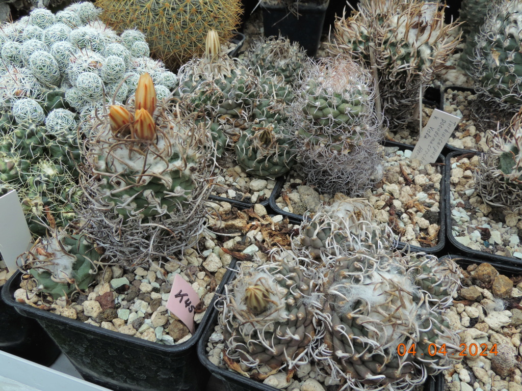 Cacti and Sukkulent in Köln, every day new flowers in the greenhouse Part 297 Bil11404