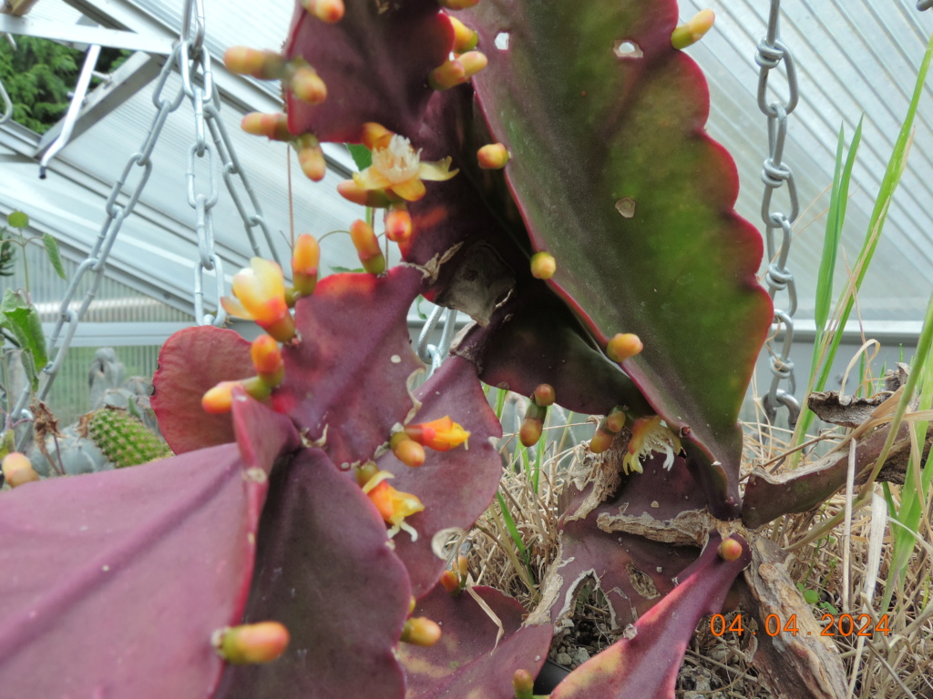 Cacti and Sukkulent in Köln, every day new flowers in the greenhouse Part 297 Bil11405
