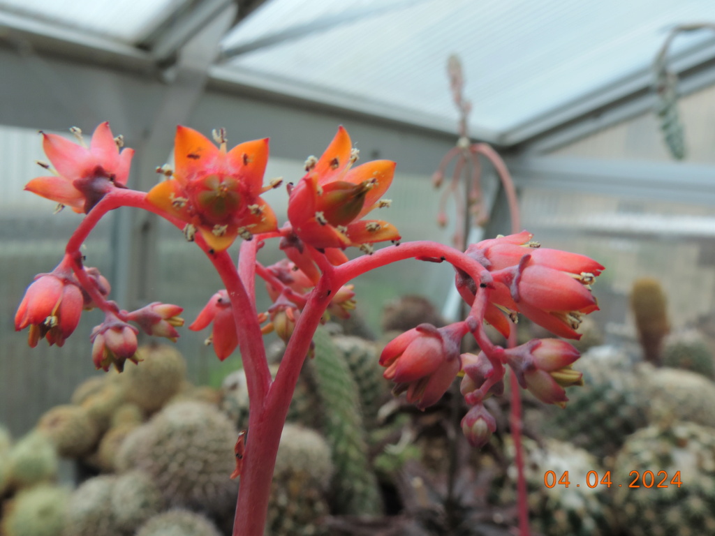 Cacti and Sukkulent in Köln, every day new flowers in the greenhouse Part 297 Bil11406