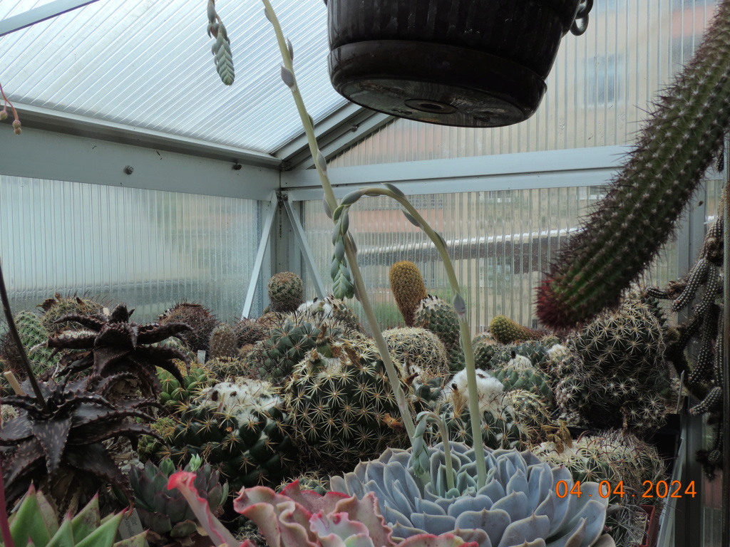 Cacti and Sukkulent in Köln, every day new flowers in the greenhouse Part 297 Bil11407