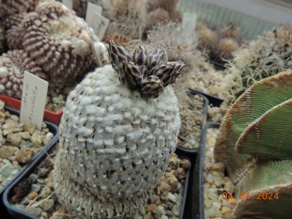 Cacti and Sukkulent in Köln, every day new flowers in the greenhouse Part 297 Bil11409