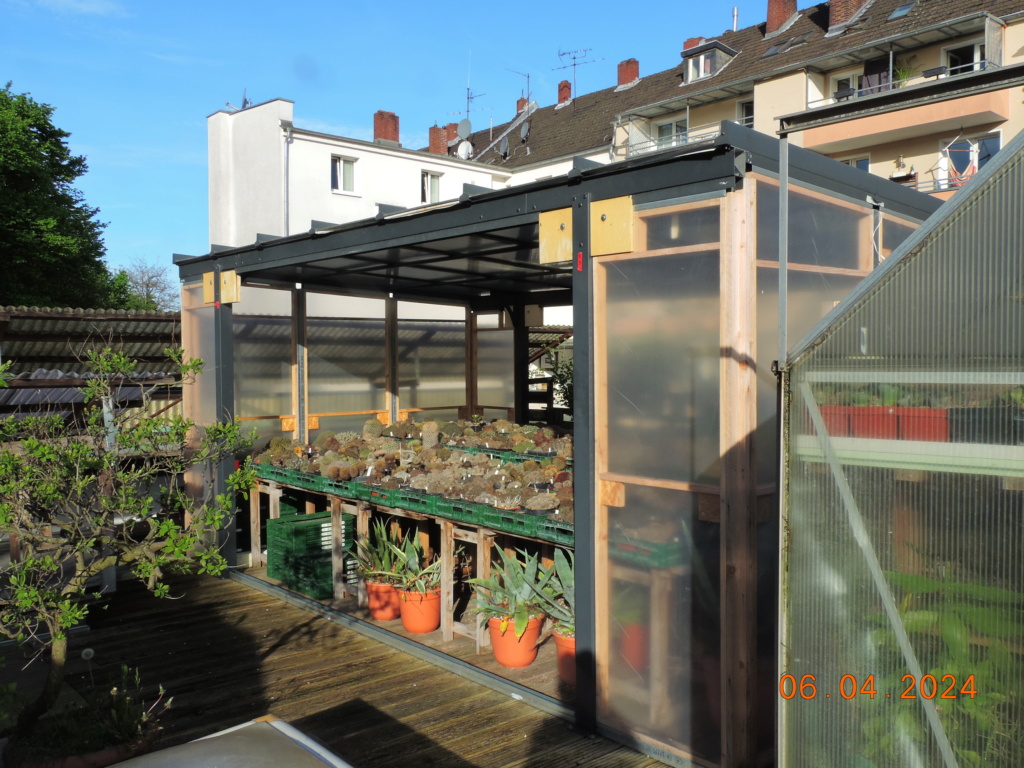 Cacti and Sukkulent in Köln, every day new flowers in the greenhouse Part 297 Bil11416