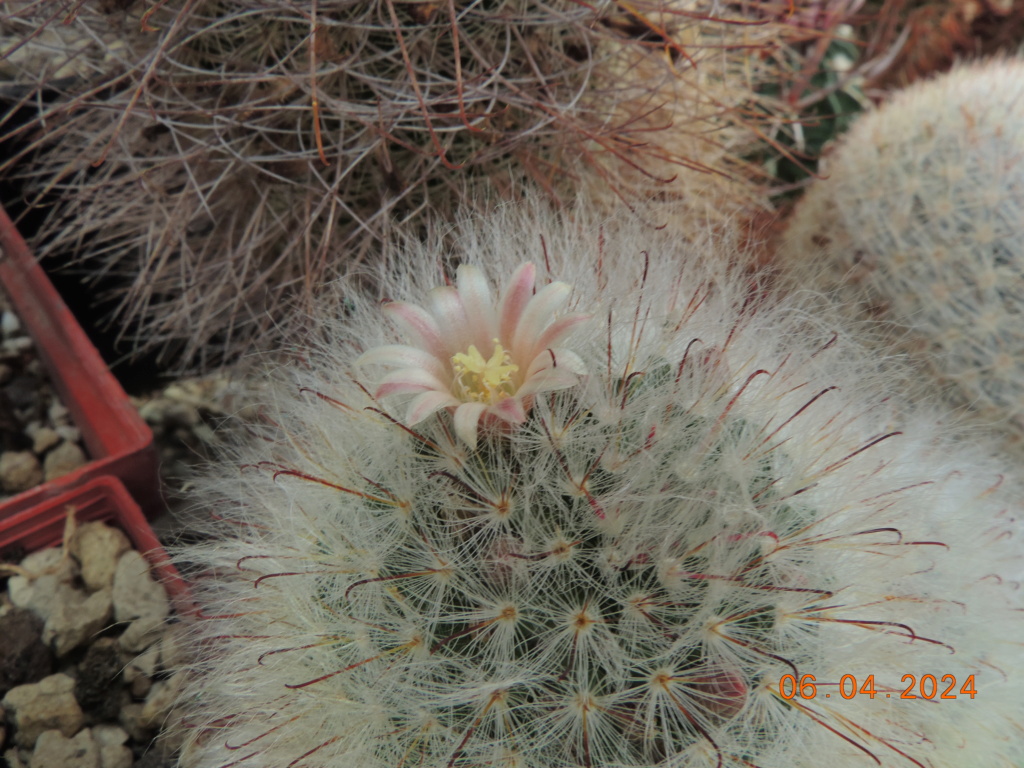 Cacti and Sukkulent in Köln, every day new flowers in the greenhouse Part 297 Bil11429