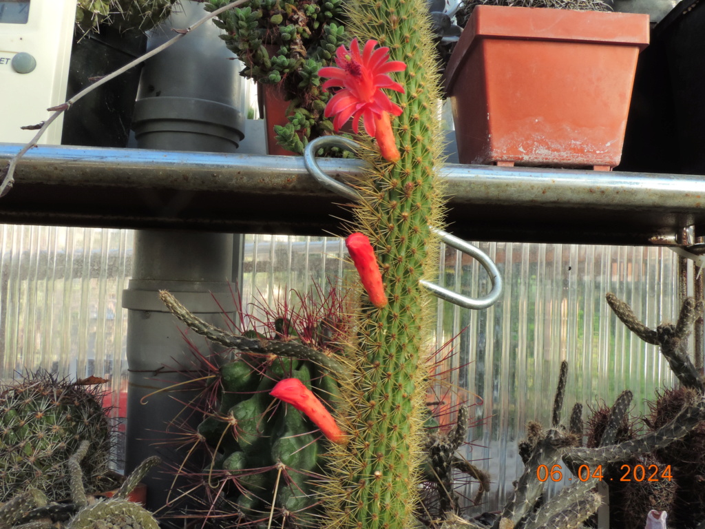Cacti and Sukkulent in Köln, every day new flowers in the greenhouse Part 297 Bil11430
