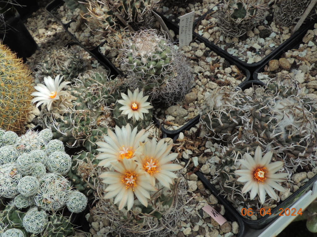 Cacti and Sukkulent in Köln, every day new flowers in the greenhouse Part 297 Bil11431