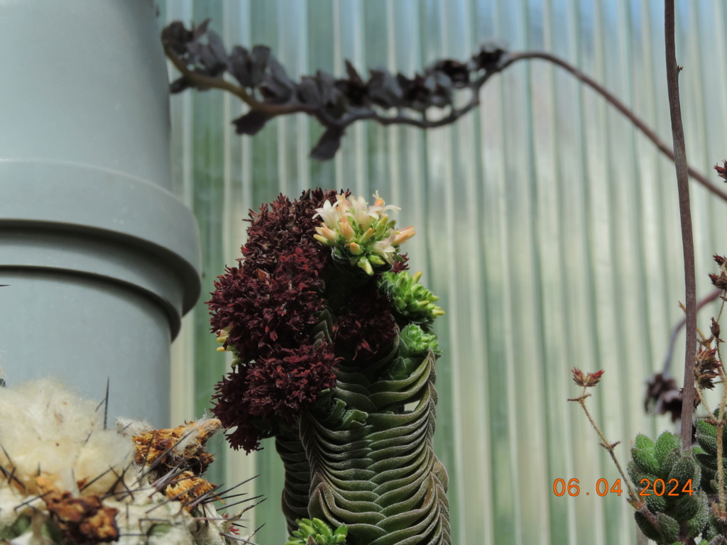 Cacti and Sukkulent in Köln, every day new flowers in the greenhouse Part 297 Bil11433