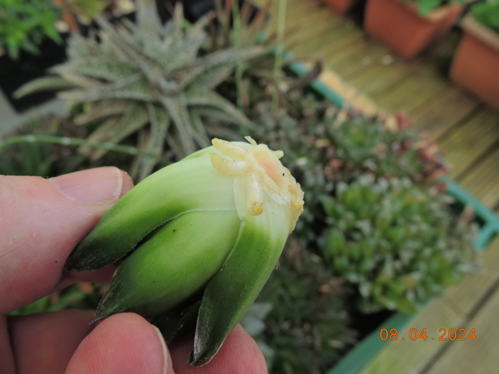 Cacti and Sukkulent in Köln, every day new flowers in the greenhouse Part 297 Bil11443