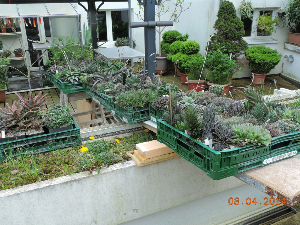 Cacti and Sukkulent in Köln, every day new flowers in the greenhouse Part 297 Bil11445