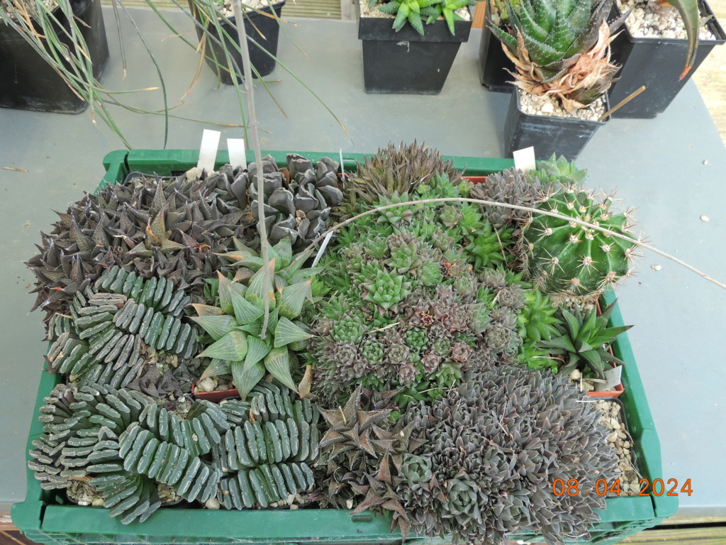 Cacti and Sukkulent in Köln, every day new flowers in the greenhouse Part 297 Bil11448