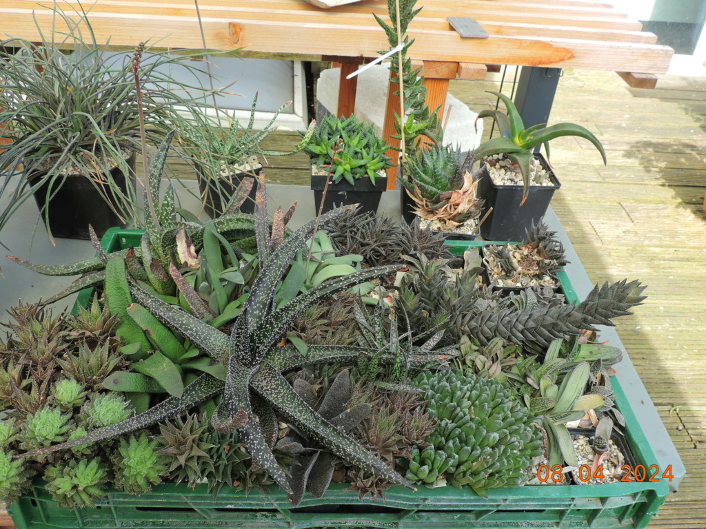 Cacti and Sukkulent in Köln, every day new flowers in the greenhouse Part 297 Bil11449