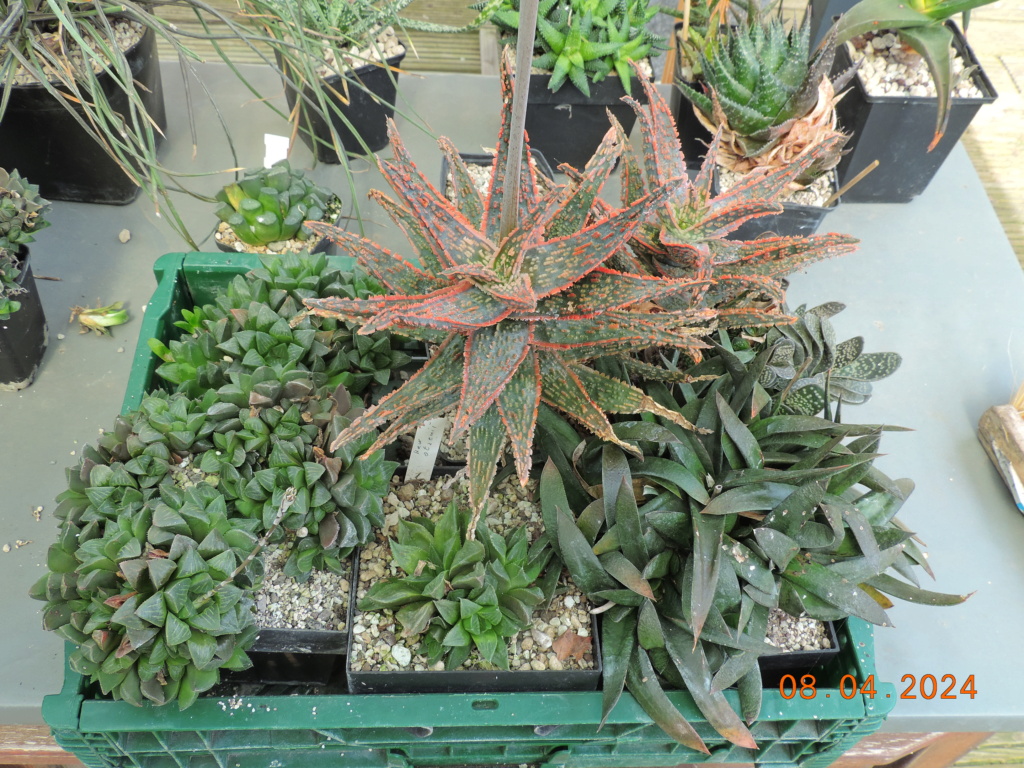 Cacti and Sukkulent in Köln, every day new flowers in the greenhouse Part 297 Bil11450