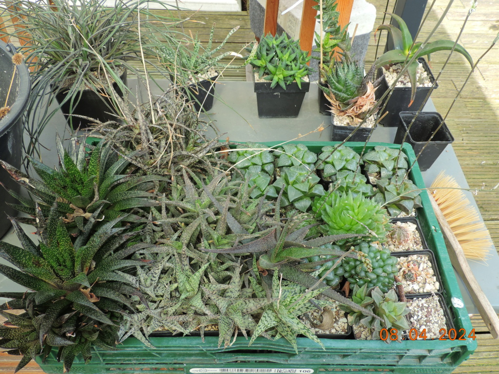 Cacti and Sukkulent in Köln, every day new flowers in the greenhouse Part 297 Bil11451