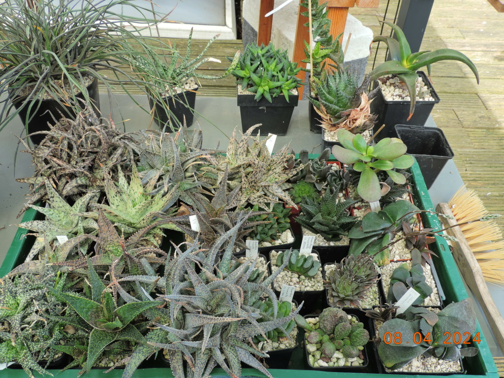 Cacti and Sukkulent in Köln, every day new flowers in the greenhouse Part 297 Bil11452