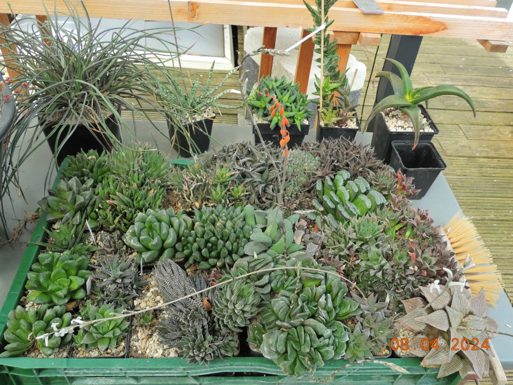 Cacti and Sukkulent in Köln, every day new flowers in the greenhouse Part 297 Bil11455