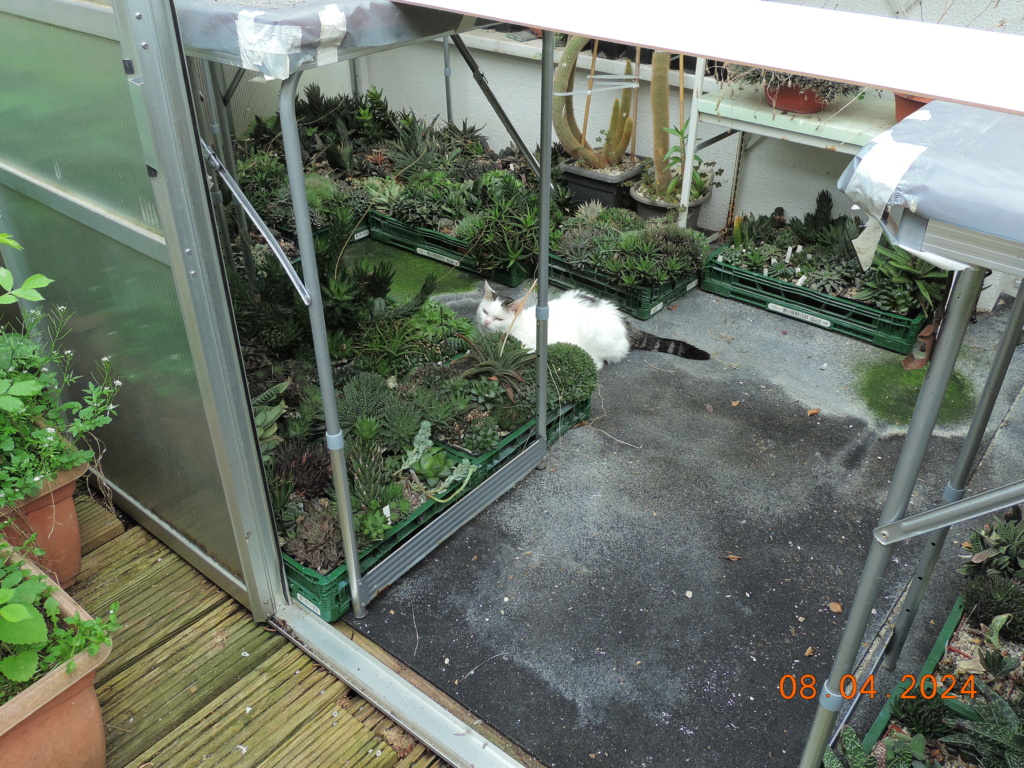 Cacti and Sukkulent in Köln, every day new flowers in the greenhouse Part 297 Bil11457