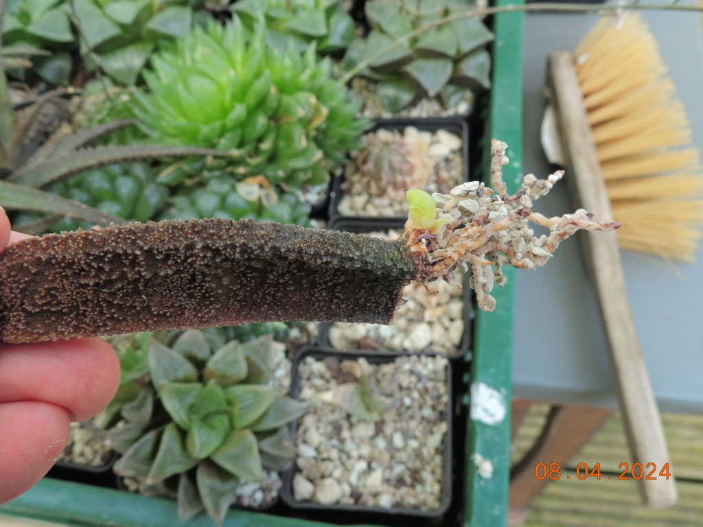 Cacti and Sukkulent in Köln, every day new flowers in the greenhouse Part 297 Bil11458