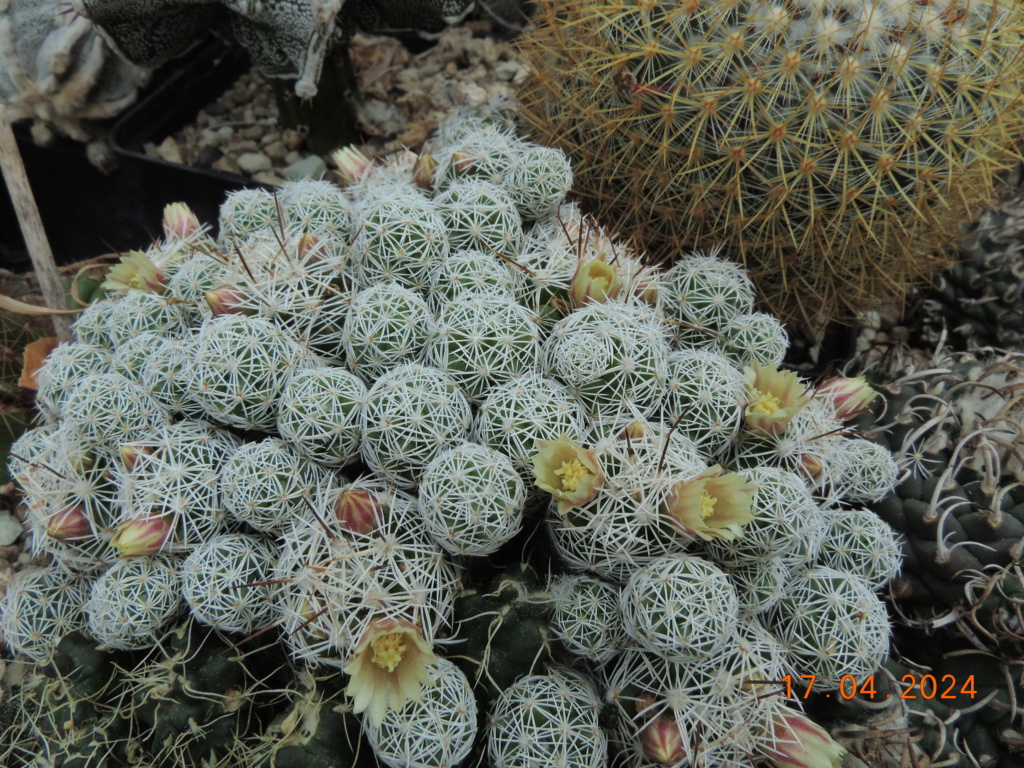 Cacti and Sukkulent in Köln, every day new flowers in the greenhouse Part 297 Bil11460