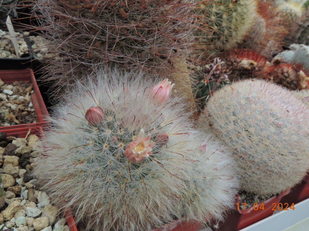 Cacti and Sukkulent in Köln, every day new flowers in the greenhouse Part 297 Bil11461