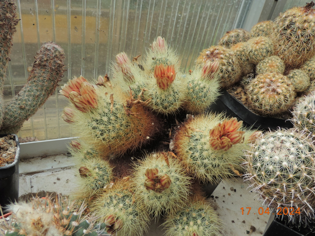 Cacti and Sukkulent in Köln, every day new flowers in the greenhouse Part 297 Bil11462