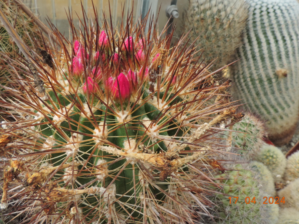 Cacti and Sukkulent in Köln, every day new flowers in the greenhouse Part 297 Bil11463