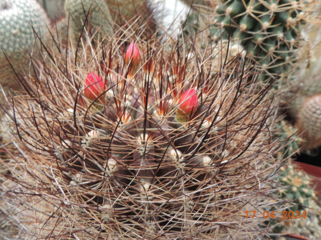 Cacti and Sukkulent in Köln, every day new flowers in the greenhouse Part 297 Bil11465