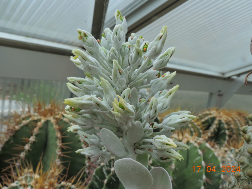 Cacti and Sukkulent in Köln, every day new flowers in the greenhouse Part 297 Bil11467