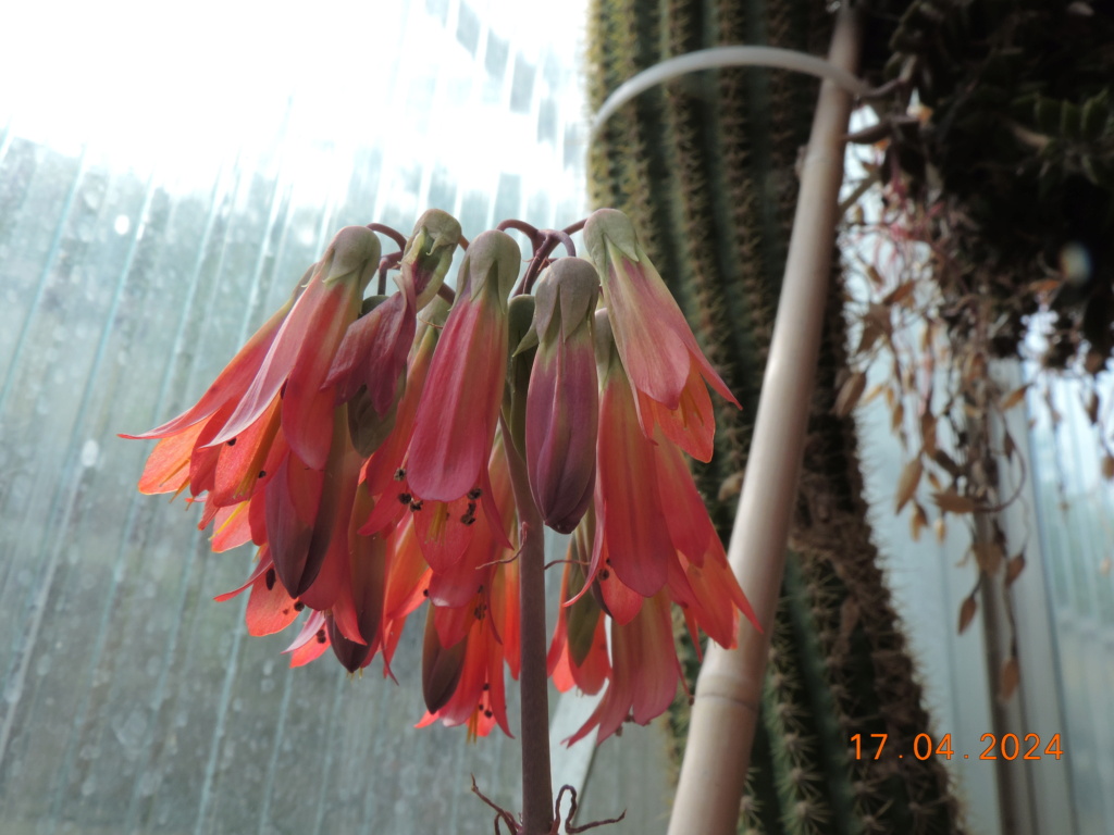 Cacti and Sukkulent in Köln, every day new flowers in the greenhouse Part 297 Bil11468