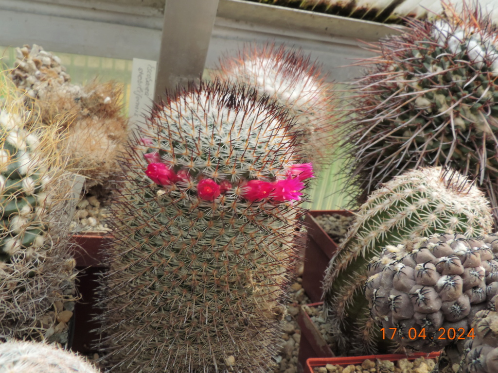 Cacti and Sukkulent in Köln, every day new flowers in the greenhouse Part 297 Bil11469